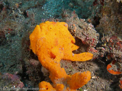 BD-080330-Lembeh-3302317-Antennarius-pictus-(Shaw.-1794)-[Painted-frogfish].jpg
